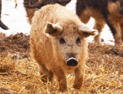 Het Mangalica varken, niet zomaar een zwijntje